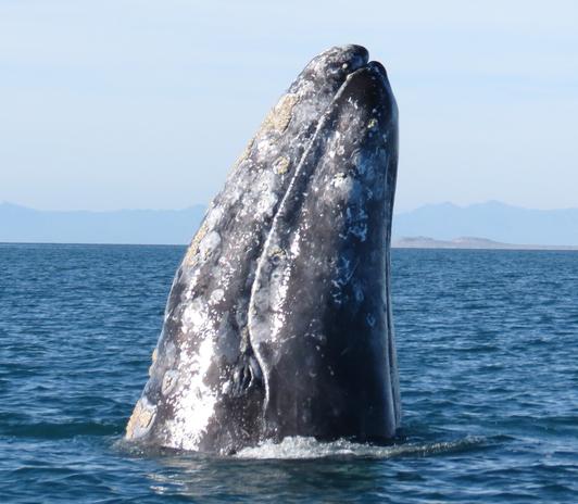 Gray Whale's nose high Up out of the ocean